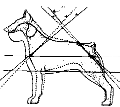Экстерьер собаки и его оценка. Ерусалимский Евгений Львович. Иллюстрация 192
