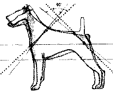 Экстерьер собаки и его оценка. Ерусалимский Евгений Львович. Иллюстрация 193