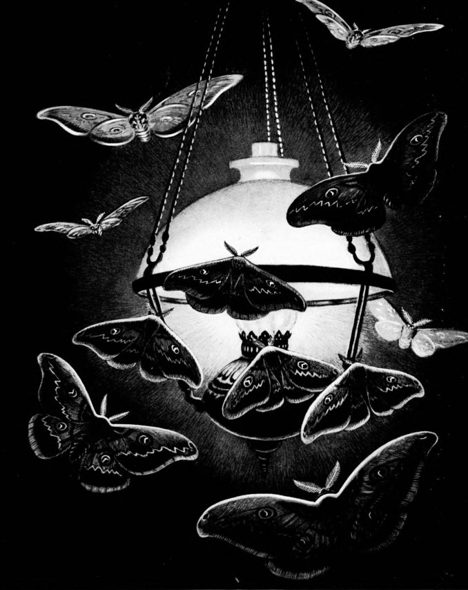 Жизнь насекомых тел. Жизнь насекомых Пелевин иллюстрации.