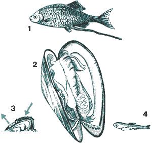 Секреты аквариумного рыбоводства. Марк Давидович Махлин. Иллюстрация 79