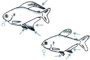 Секреты аквариумного рыбоводства. Марк Давидович Махлин. Иллюстрация 85