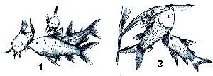 Секреты аквариумного рыбоводства. Марк Давидович Махлин. Иллюстрация 90