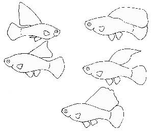 Секреты аквариумного рыбоводства. Марк Давидович Махлин. Иллюстрация 107