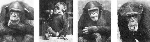 У шимпанзе в соматических клетках 48. Франс де Вааль приматы. Де Вааль политика у шимпанзе. Политика у шимпанзе Франс де Валь. Франс де Вааль «политика у шимпанзе» обзор.
